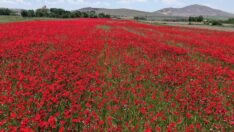 Gelincikler tarlaları kırmızıya bürüdü