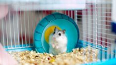 Gen düzenleme deneyi hamsterları saldırganlaştırdı