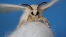 Gürültüye son… Güve kanatlarının ses dalgalarını emebildiği açıklandı