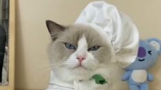 “Influencer hayvanlar”ın kazandıkları ücretler dudak uçuklatıyor