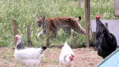 Kümese giren vaşak, iğneyle uyutularak yakalandı