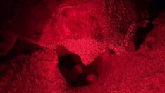 Küresel ısınma caretta carettaların erkek yavru sayısını azaltıyor