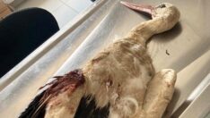 Leylekleri silahla vurmuşlar! ‘İnsan, başka bir canlının acısını hissedebiliyorsa insandır’