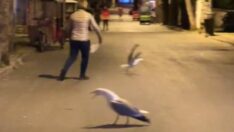 Martılar kavga etti, vatandaşlar ayırdı