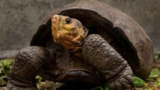 Nesli tükendiği düşünülen kaplumbağa 100 yıl sonra ortaya çıktı