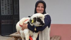 Ordu’da ‘anne’ diye meleyen kuzu herkesi şaşırttı