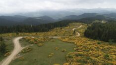 Orman gülleri açtı, yaylalar sarıya boyandı