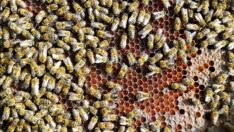 Şekerdeki kriz arıcılığa sıçradı: Binlerce arı telef oldu