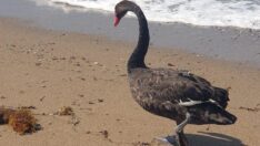 Siyah kuğu Türkiye’de ikinci kez Antalya’da görüntülendi