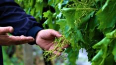 Sofralık üzümü bekleyen tehlike