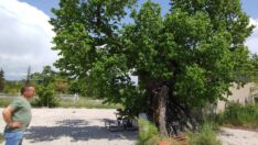 Tam bin yaşında… Şifa bulmak isteyen geliyor