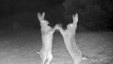 Tavşanların kavgası fotokapanda