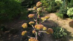 Toprak Dede’nin diktiği ‘sabır çiçeği’ 40 yıl sonra açtı