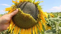 Trakya Birlik ayçiçeğine ton başına bin yüz lira fiyat farkı verecek