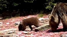 Uludağ’da yaban hayatı fotokapanla görüntülendi