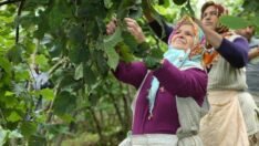 Üreticinin fındıkta beklentisi 45 lira