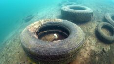 Van Gölü’nden onlarca araç lastiği çıkarıldı