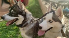 Vitrinde kedi- köpek satışında son günler