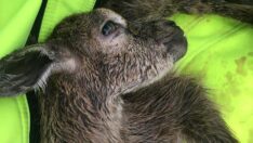 Yavru dağ keçisini hayatta tutmak için her yolu denediler