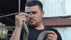 Yılancı Mustafa ölümcül yılanı elleriyle yakaladı