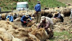Yüksekova’da besicilerin koyun kırma mesaisi başladı