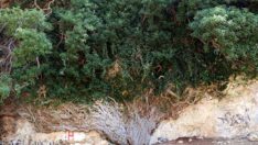 4 bin yıllık sarmaşık zamana direniyor