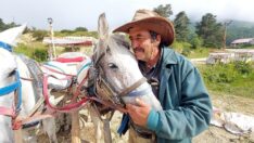 Abant Milli Parkı’nda fayton yasaklandı