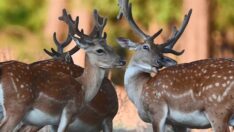 Alageyik sayısı 2,5 kat arttı