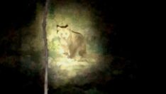 Arı kovanlarına saldıran ayıyı, Mozart’ın aryasıyla uzaklaştırdı