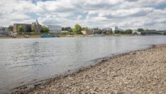 Aşırı sıcaklar Ren Nehri’ni de vurdu