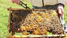 Bal fiyatlarında korkutan tahmin