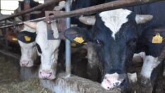 Besicilerin yem isyanı