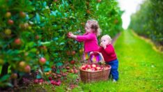 Bilimsel araştırma: Yeşil alanlar güçlü akciğerler için önemli