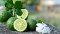 Bu yazın favori 3 parfüm kokusu!