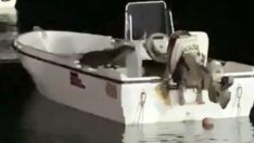 Büyükçekmece’de su samuru sürprizi