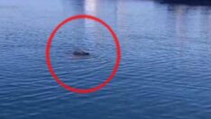 Dikkat! Denizde yaban domuzu var