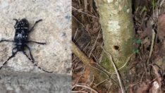 ‘Drakula’ ile mücadele sonuç vermedi! Fındık büyük tehdit altında