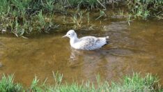 Düden Gölü’ndeki martı ölümlerinin ilk incelemesinin sonucu çıktı