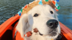 Dünyayı gezen köpek sosyal medya fenomeni oldu