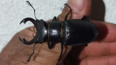 Elazığ’da geyik böceği görüntülendi