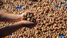 Fındık fiyatına tepki: 1 kg fındık satıp, 1 kg peynir alamazsınız