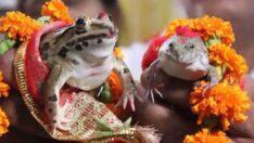 Hindistan’da 2 kurbağa, görkemli törenle evlendirildi