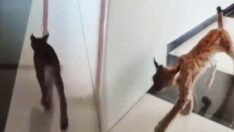 İş yerinde vaşak sürprizi