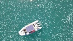 İsrail kıyılarında dev denizanası sürüsü görüldü