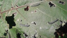 İstanbul’un 4 ilçesinde tırtıl alarmı