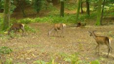 İstanbul’un yaban hayatı fotokapanda