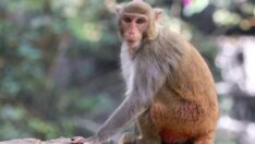 Japonya’da maymun saldırısı: 42 kişi yaralandı