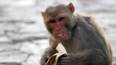 Japonya’da maymun terörü: Hedef çocuklar ve yaşlılar