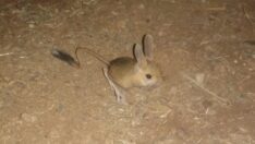 Kanguru faresi Kahramanmaraş’ta görüntülendi