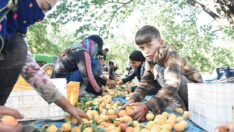 Kayısı hasadına 20 bin mevsimlik hayat